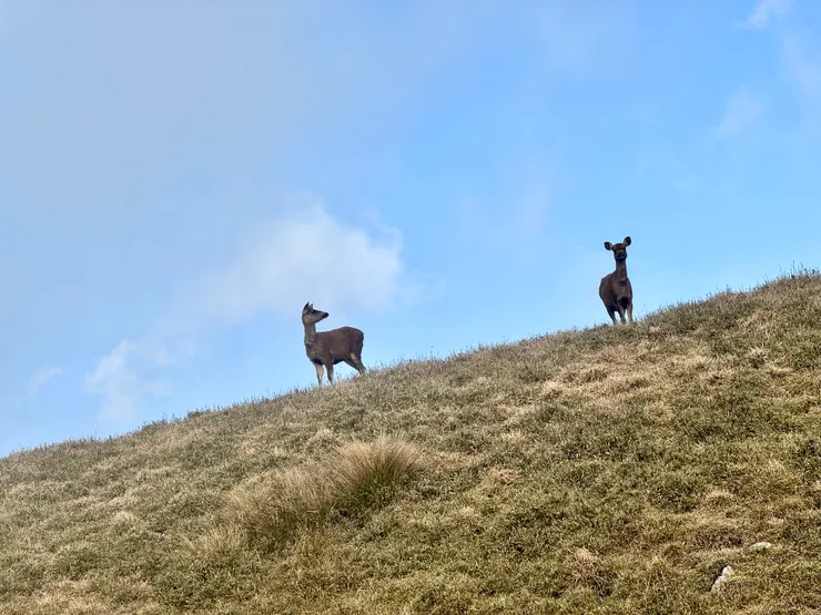從高點注視著人類。