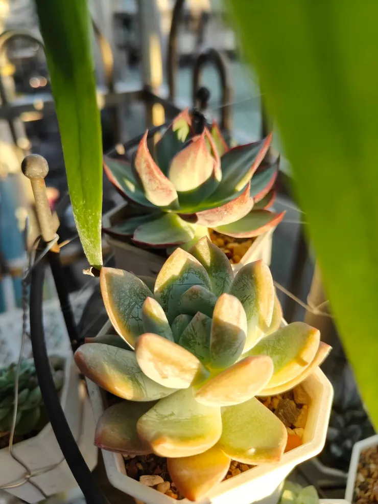 夏天的陽台多肉 - 拍攝於2025/06/30