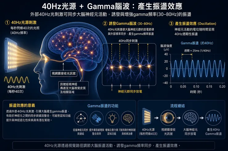 40Hz與大腦內Gamma波的振盪效應