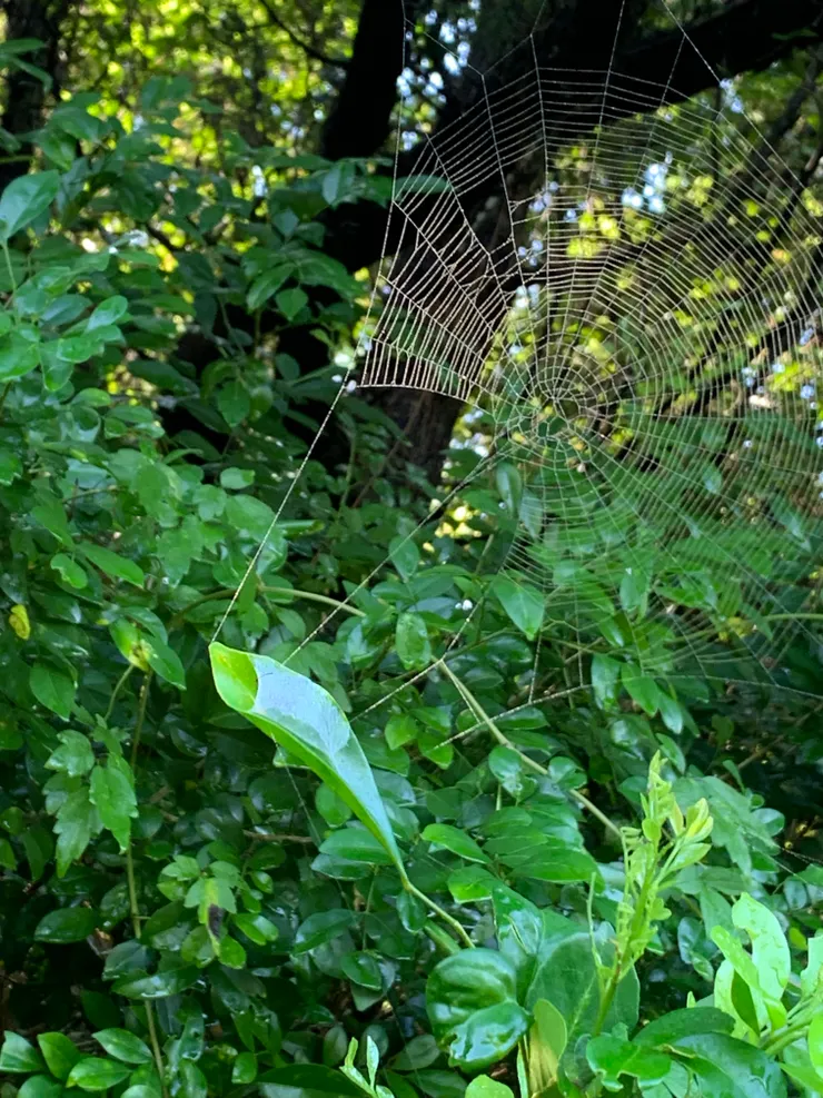 另一張缺口圓網