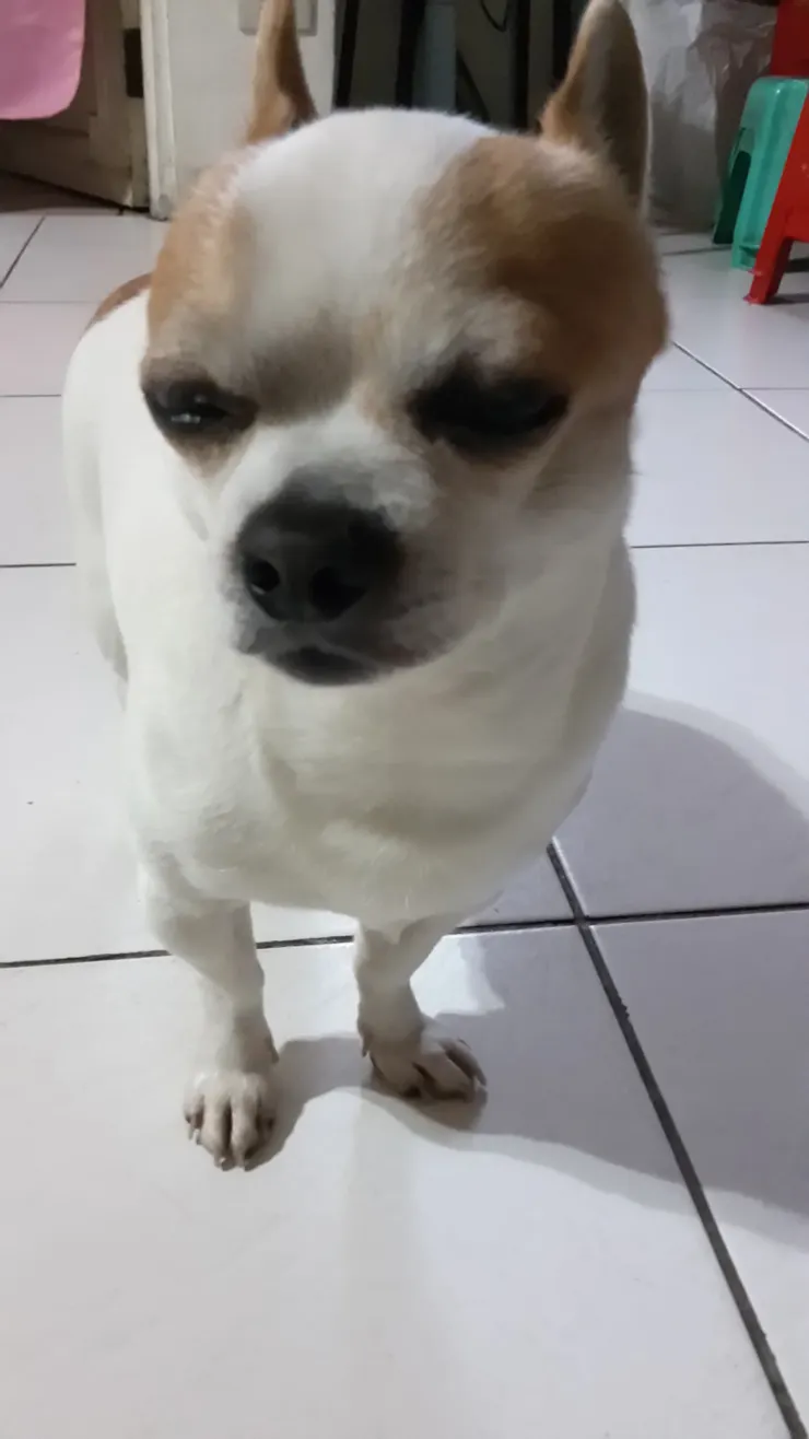 站著也能睡之小腿肌爆炸的小嘟