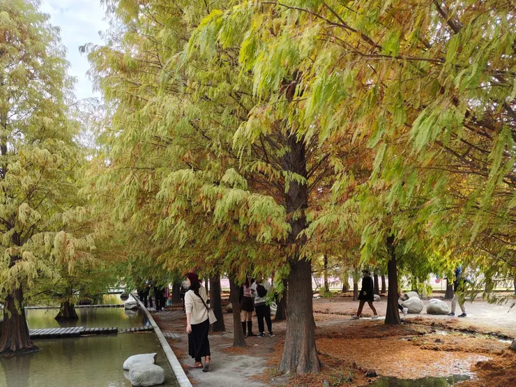 有綠色的落羽松交錯我也很喜歡,這些都是秋冬的美麗色彩