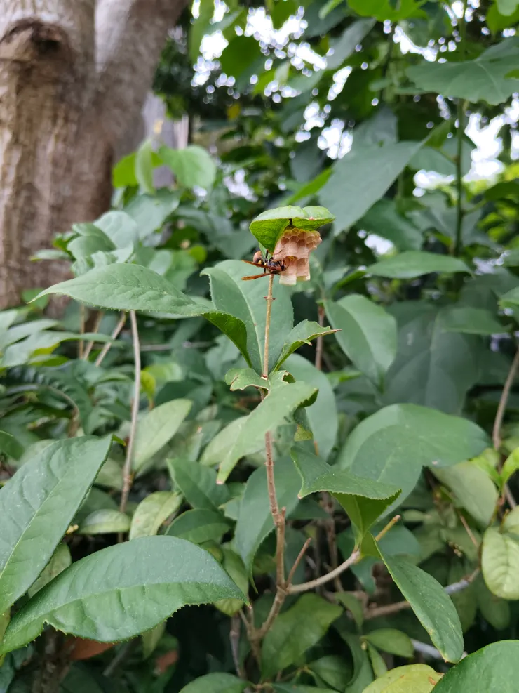 長腳蜂及其蜂巢