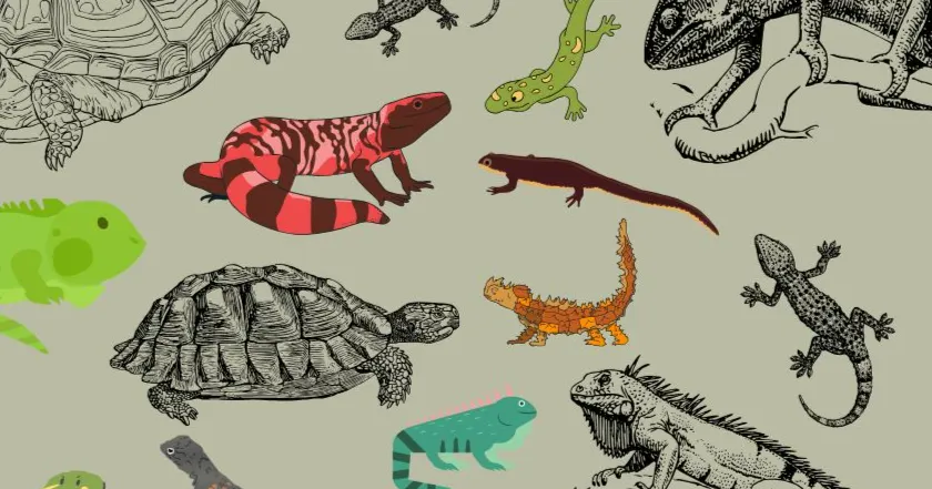 爬蟲少女yihsuan的沙龍