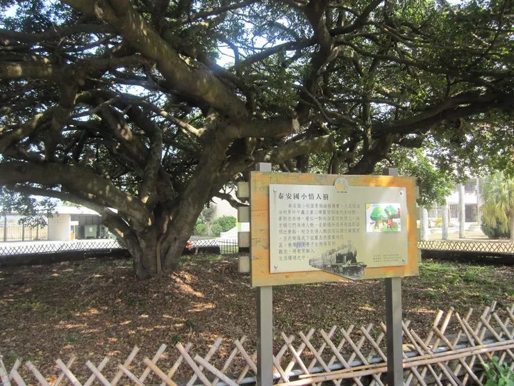 泰安國小情人樹