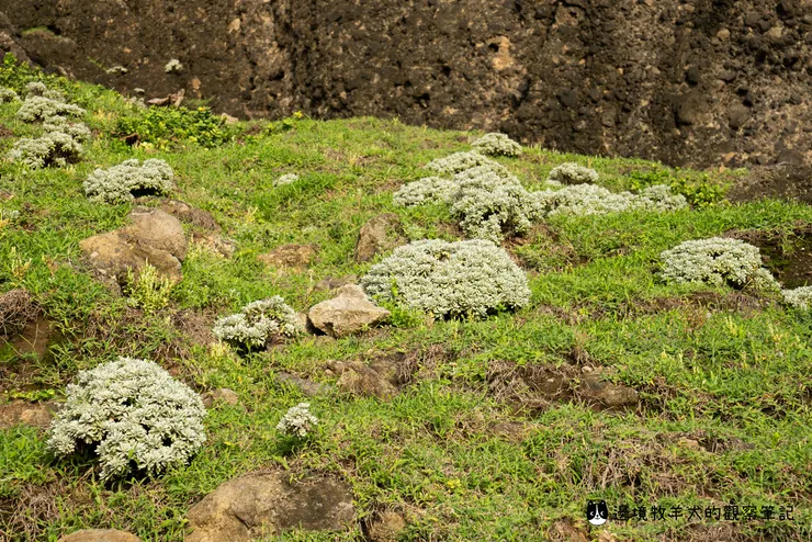 淡綠色的蘄艾在草地上格外亮點