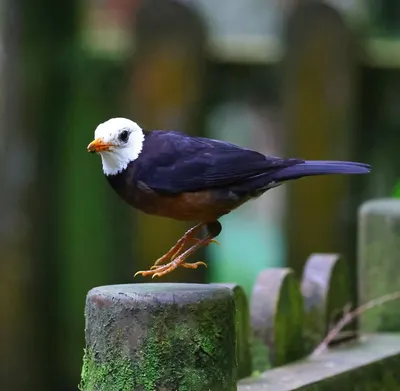 白頭鶇的方格子