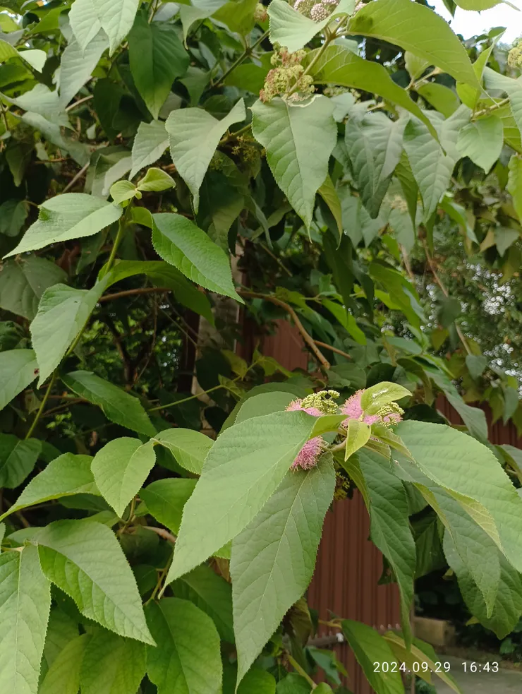 杜紅花