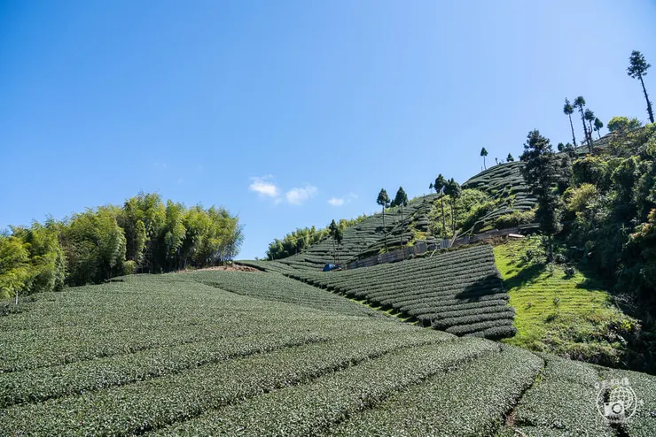 竹林茶席,瑞里茶席,瑞里茶葉,瑞里體驗,瑞里綠色隧道,綠色隧道,瑞里秘境,竹林小徑,瑞里竹林,阿里山秘境,瑞里景點,阿里山景點,嘉義景點,阿里山步道,瑞里步道