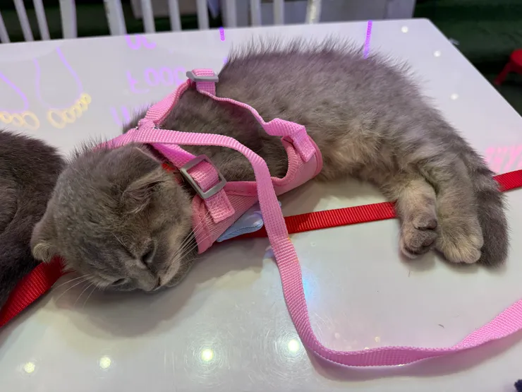 意外拍到超級可愛的貓咪