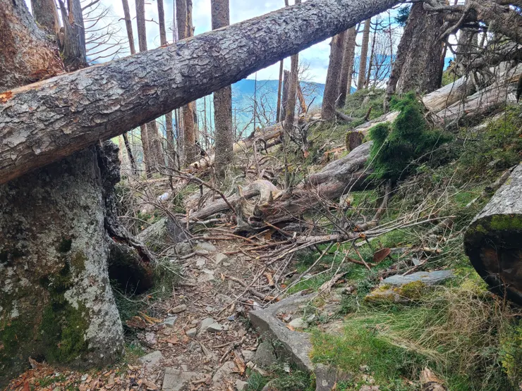 快出黑森林前倒木擋路