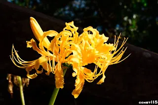 夏末秋初開花的金花石蒜