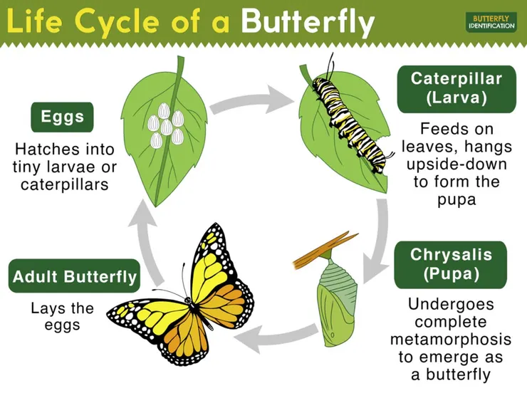 圖片來源：www.butterflyidentification.com/butterfly-facts/life-cycle-of-a-butterfly