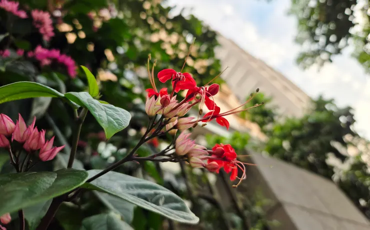 (路上隨手拍的龍吐珠)