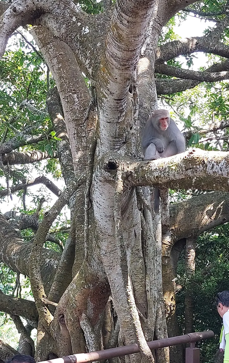 雅座雀榕樹上有猴子