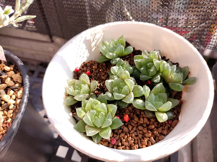 赤玉土常用於盆栽鋪面土