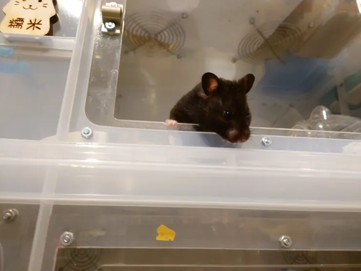 等飯的糯米米(認養人米爸媽提供)