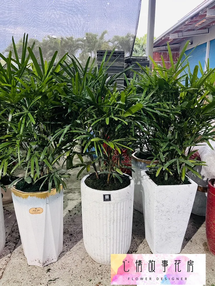 心情故事花房 | 精緻盆栽，優雅送禮新選擇  台南花店推薦  台南盆栽