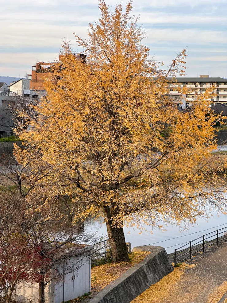 沿著鴨川可以看到美麗的山景和秋天漂亮的樹木