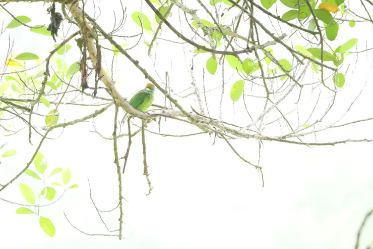 Yellow-fronted Barbet 斯里蘭卡獨有種