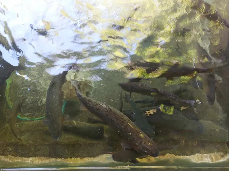 從水池往下走的溪流中拍到的魚，不確定是什麼品種，但能生活在這裡真的代表水質真的還蠻不錯的