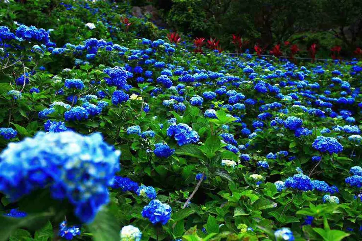 繡球花海-照片引用於Yohena 繡球花園官方網站