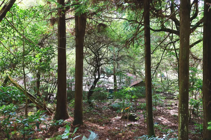 終於看到隱身在林間的村落了