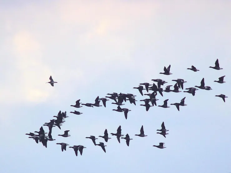 在遷徙中，黑雁以V字形隊形飛行，並輪流擔任領航者。