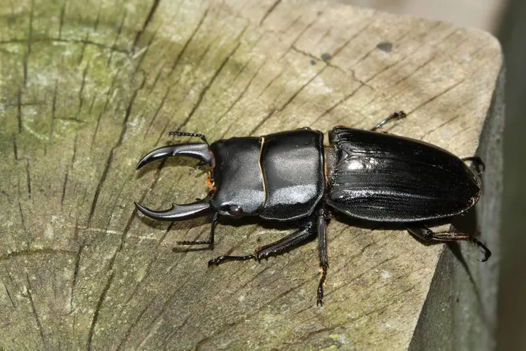 © 洪廷維 的觀察紀錄