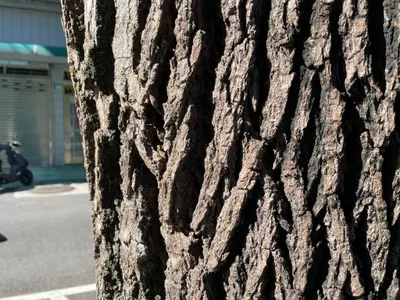 Tsung Chih Ou  （歐宗智）