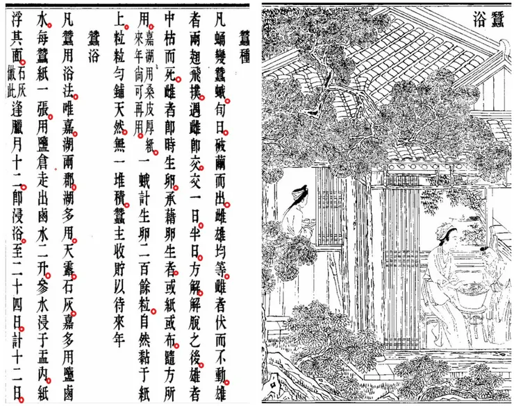 《天工開物》記載的蠶種與蠶浴