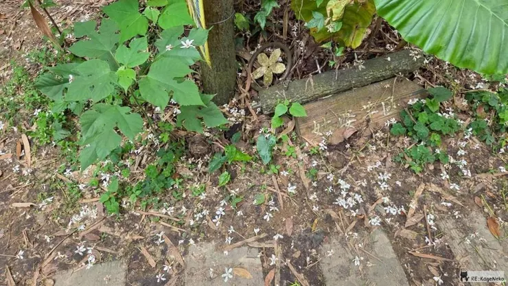 滿地桐花