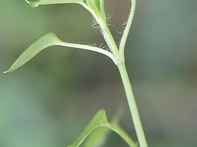 src