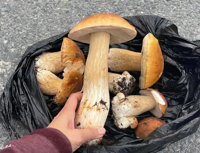 牛肝菌 (可食用) / 照片來源 :&nbsp;陳郁如的奇幻世界