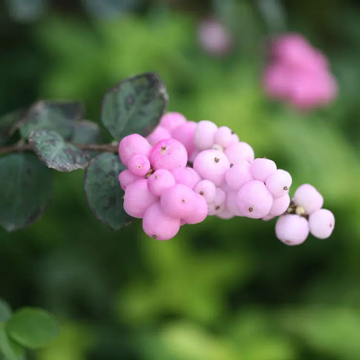 紅雪果(Symphoricarpos orbiculatus)