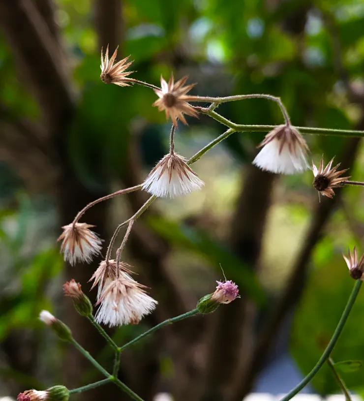 ＂一枝香＂從側面看有點像掃帚