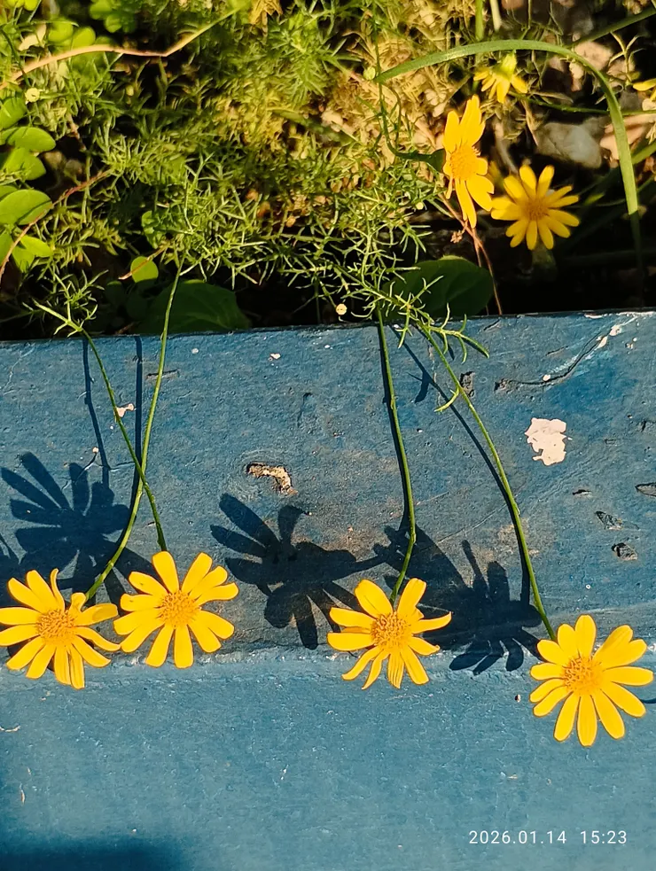 冷凝情瘦更何堪，金毛菊，皆自拍攝