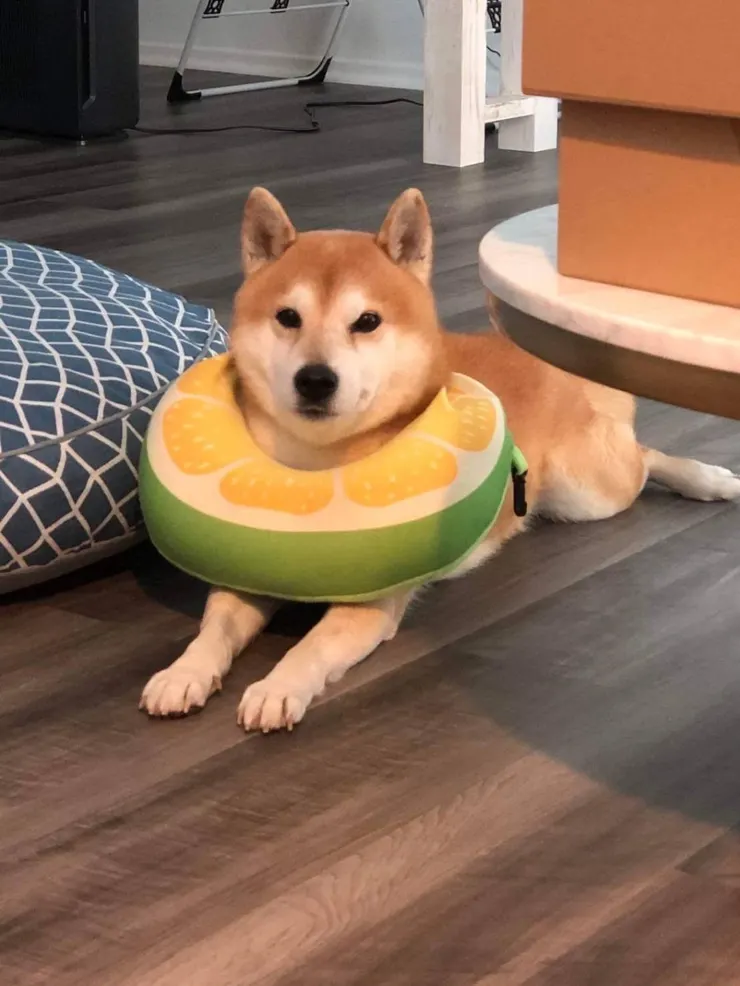 棕柴弟弟1(媽媽提供)