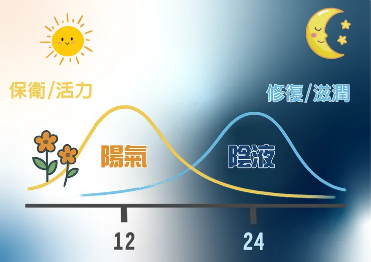 陰與陽共同守衛與修復身體
