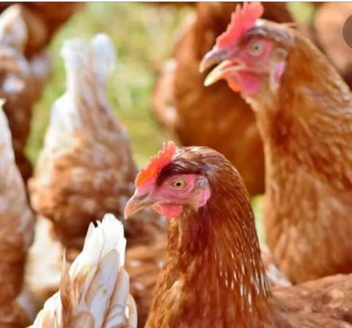 尼日利亞人那「嫁雞變雞」的觀念,比傳統華人的「嫁雞隨雞」更突顯當地男權的至高無上