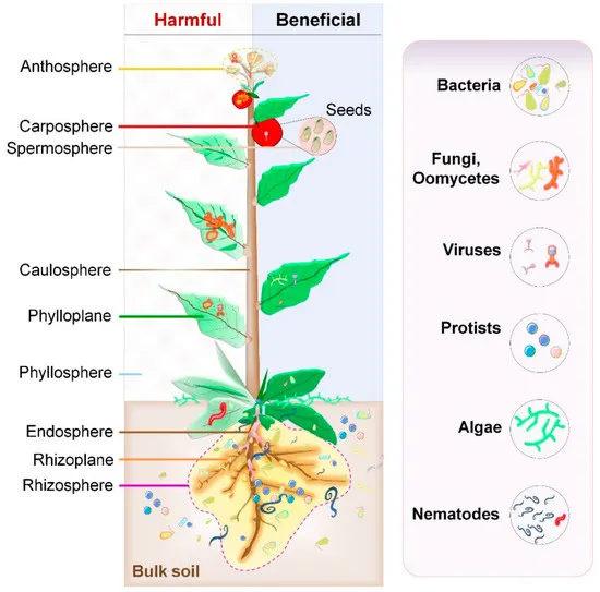 植物微生物體遍佈全身。圖片來源：維基百科