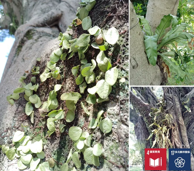 有感連續乾熱了大半個月,「觀察」到樹上附生著的蕨類也都垂頭了,正很切合昨天的課程議題