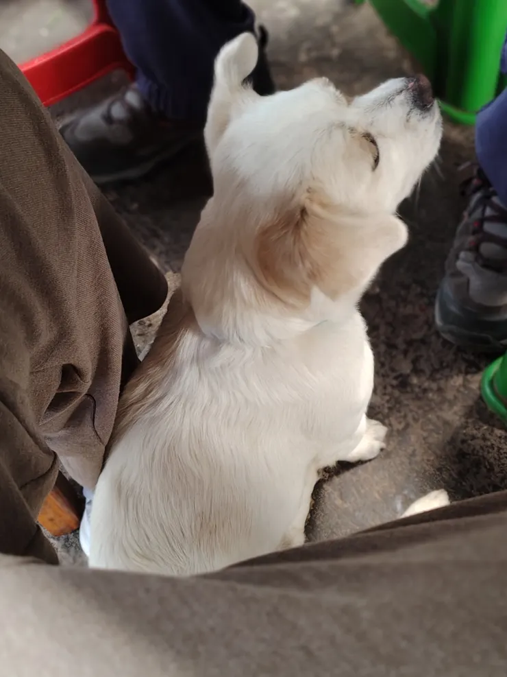 在市場直接鑽到腳下來討吃的狗狗