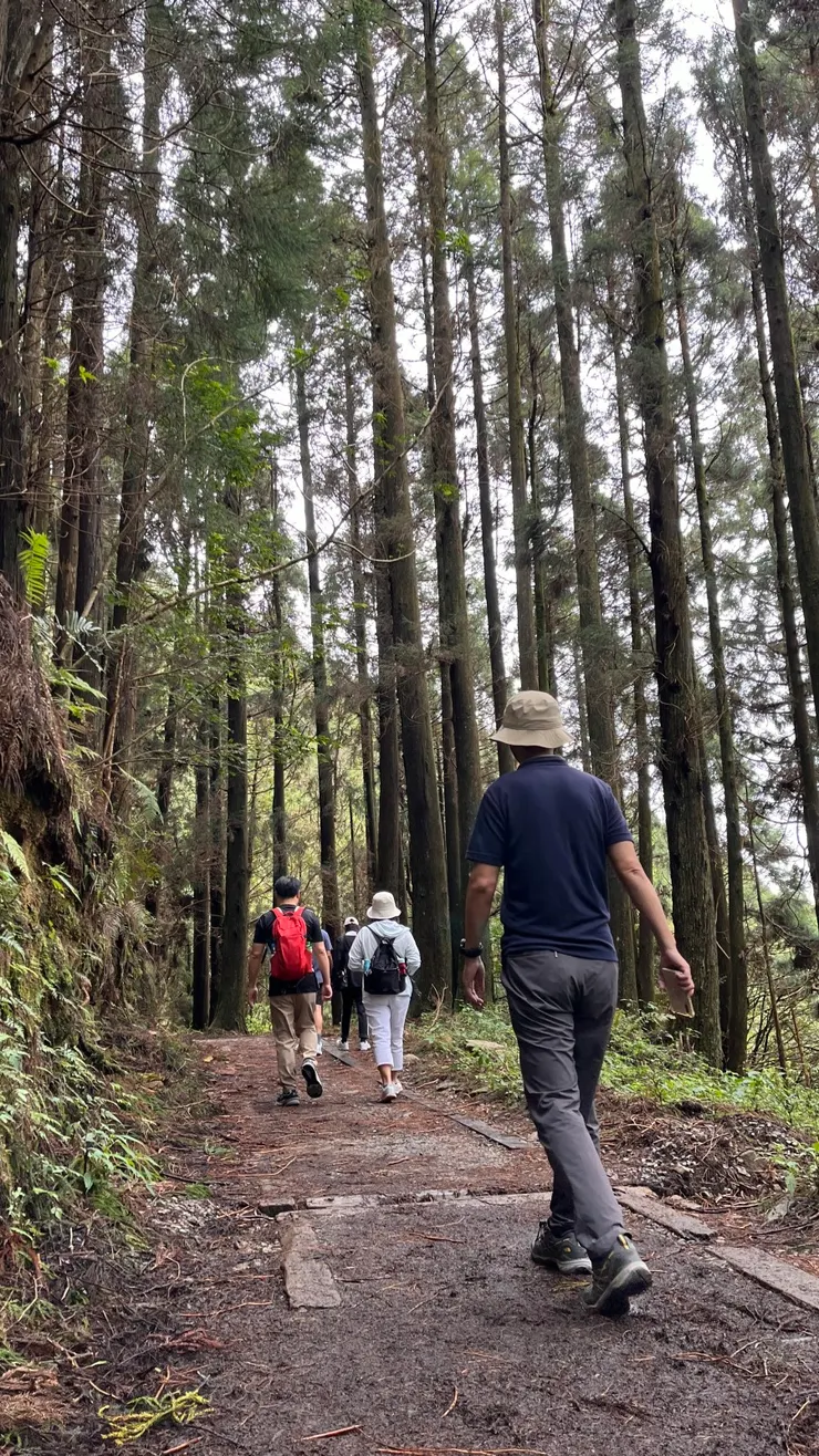 特富野古道由自忠入古道前(東)段地勢平緩,柳杉環繞滿山遍谷,後段是陡下坡