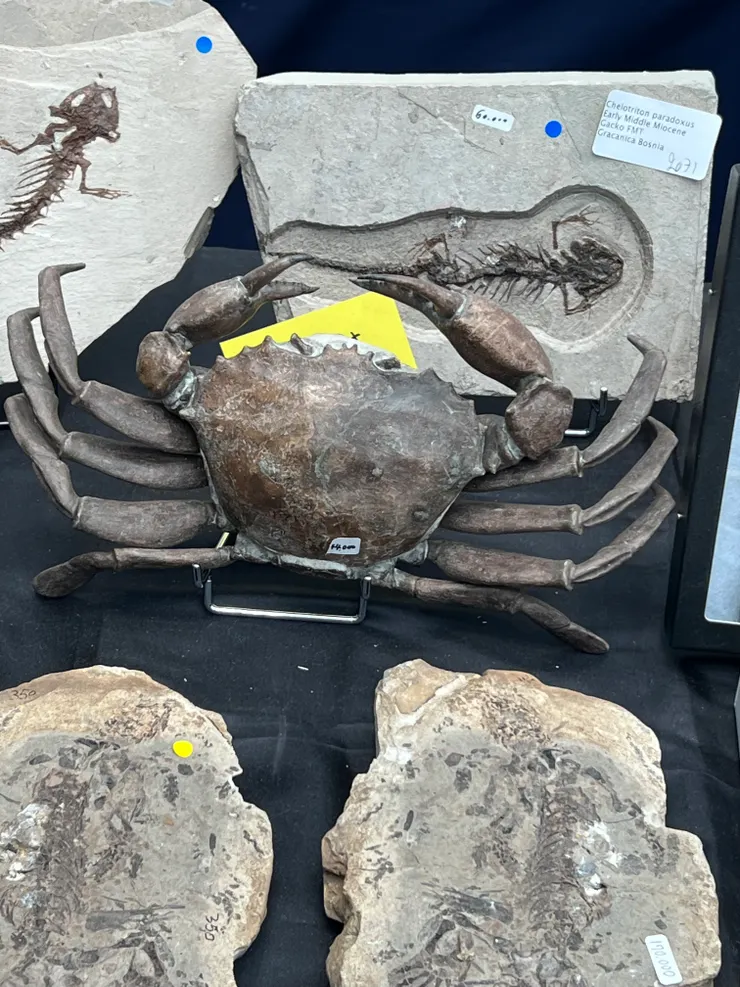 好完整的螃蟹化石