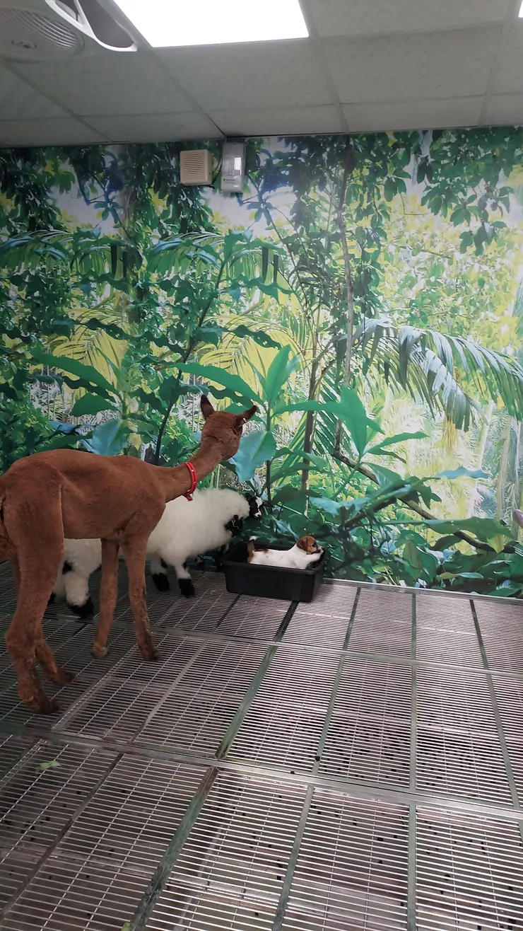 我是羊！我是羊駝！我吃草🌱