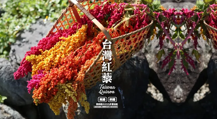 信豐農場，紅藜專家