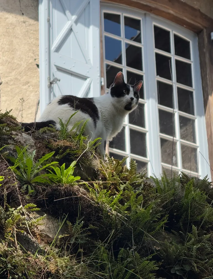 山頂上經過的民宅，和貓咪打著招呼