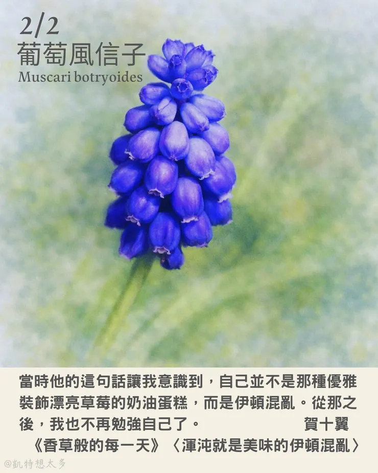 《一日一花・一句》｜2 月 2 日｜葡萄風信子×賀十翼《香草般的每一天》〈渾沌就是美味的伊頓混亂〉