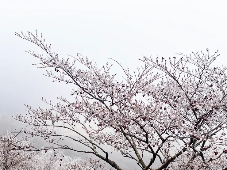 日本大分-由布岳 || 樹梢都是冰呢~好夢幻喔！